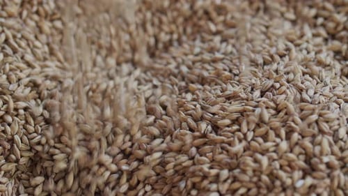 Man Pours Barley Malt - inside Beer Brewery - Slow Motion HQ