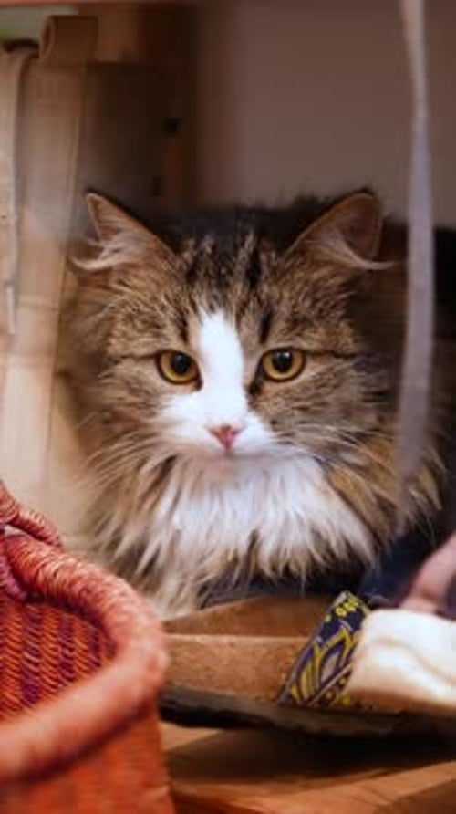 Fluffy Cat Resting Comfortably in a Shelf Space