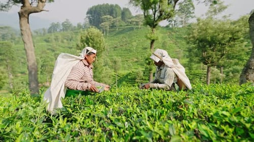 Women Traditional Attire Pluck Leaves on Tea Gardens Culturally Rich Tea Harvesting Process Amidst