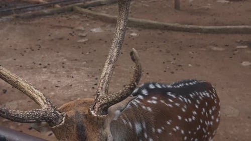 Spotted Deer With Horns Inside A Cage
