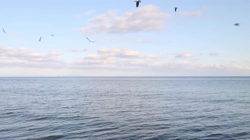 Seagulls Fly Over Open Ocean on Sunny Day