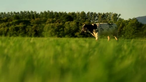 Eine einsame Kuh geht auf einem Farmfeld spazieren, um ein Wasserloch zu erreichen.