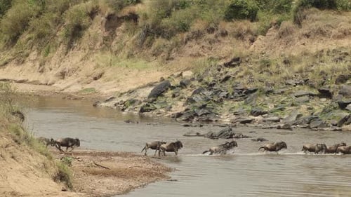 A herd of nervous wildebeest crossing a river in the Masai Mara, Kenya.