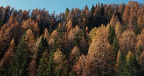 Aerial shot of colorful orange and red trees in the mountains in a sunny autumn day.