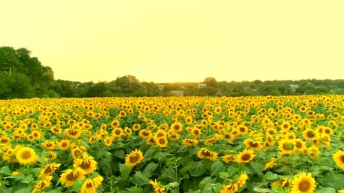 Aerial View of Sunflower Field