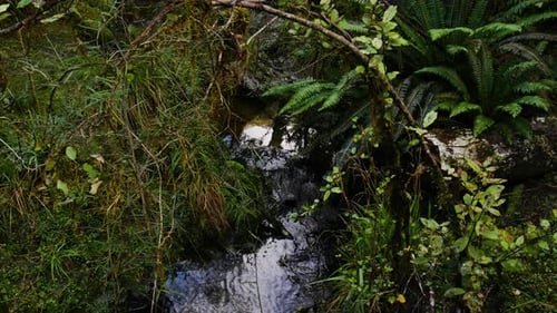 Close up shot of small stream between species of plants in flora of New Zealand
