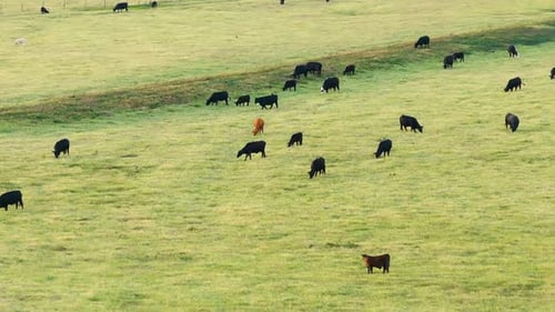 Milk Cows Grazing on Green Farm Pasture Production of Organic Dairy Products Feeding of Cattle on