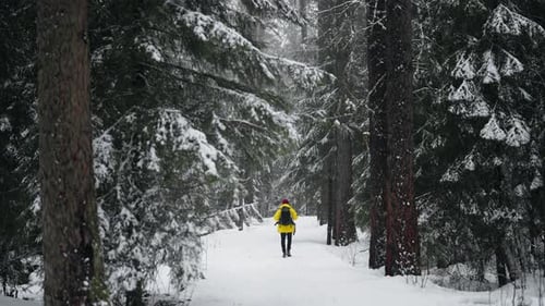 Hiker Walking Alone on Snowy Path Between Old Spruces in Forest in Winter Day Traveling in Beautiful