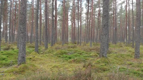 Drone flying through pine forest at low altitude close to the moss covered ground.