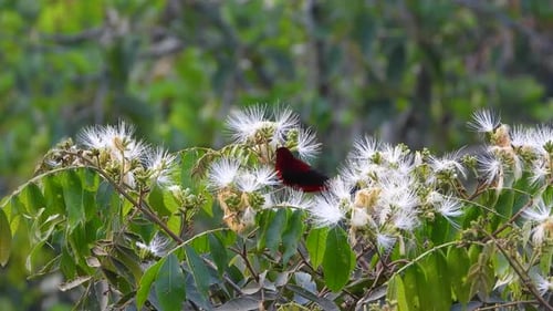 Vibrant crimson-backed tanager perched among white wildflowers, lush green backdrop