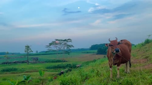 Cow Grazing in Rural Green Field at Daytime