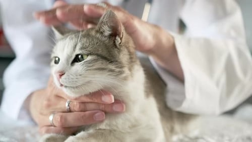 Veterinarian Comforts Cat During Examination Close Up