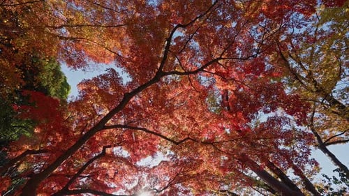 Observer la canopée d'un érable rouge éclatant en automne