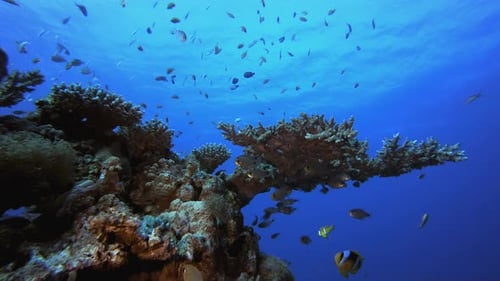 Underwater Fish Coral Reef Clownfish