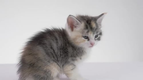 Tiny Calico Kitten Sitting on White Surface