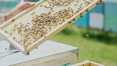 Beekeeper works with bees and beehives in the apiary. Beekeeping concept