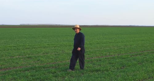 Senior farmer walking in green wheat field.