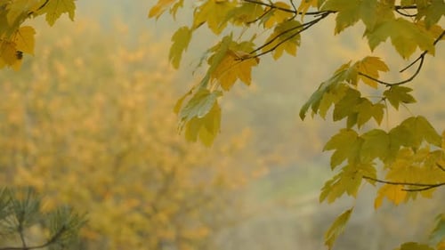 Tree Branch with Yellow Leaves is Shown in the Foreground