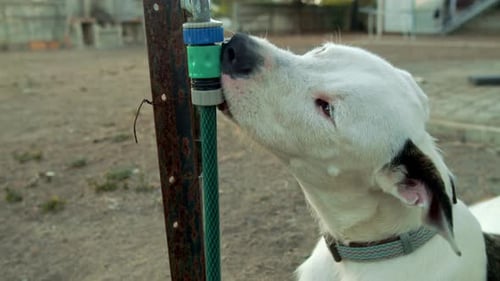 Thirsty Dog Drinks From Water Fountain / water tab on garden