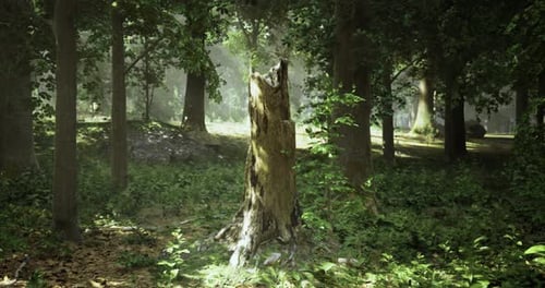 Sunlight Filters Through Trees Illuminating a Moss Covered Stump in a Forest
