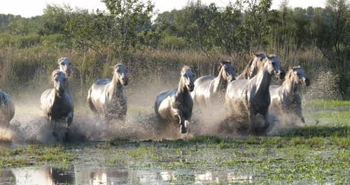 Camargue-Pferd, Herde, die durch den Sumpf trabt oder galoppiert, Saintes Marie de la Mer in der Camargue