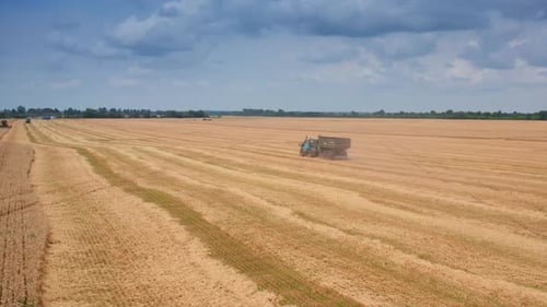 Aerial view of wheat field farming. Combine harvester collects ripe golden wheat.