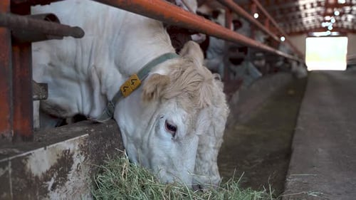 Feeding time for the milk cows on a dairy farm 4K