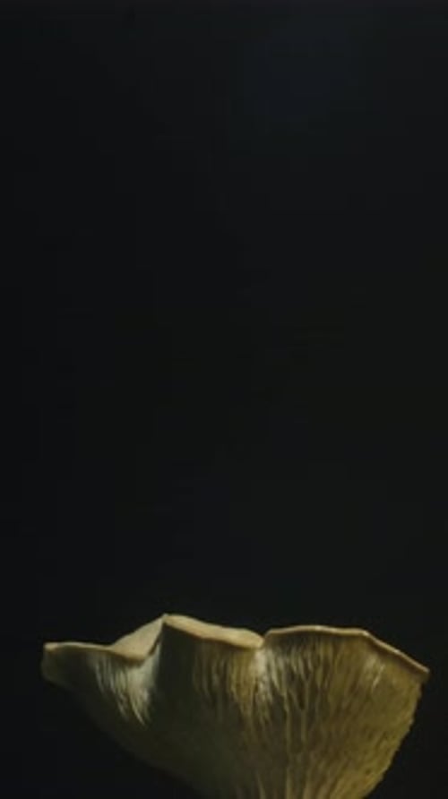 Vertical Close-Up of a Mushroom on Black