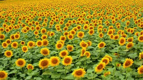 Yellow sunflowers. Background of blooming beautiful sunny seed flowers on field in summer.