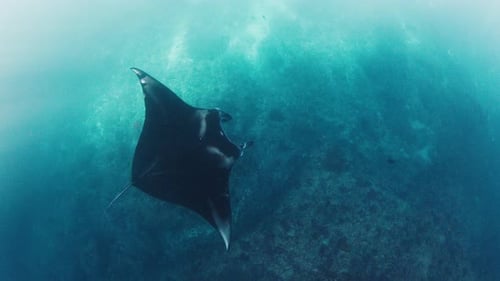 Manta Ray Swimming in Blue Ocean Waters