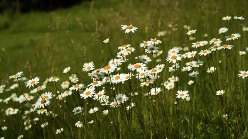 Primer plano de margaritas en un prado de hierba en verano en Europa