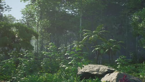 The Beautiful Scene of Tropical Rain Forest