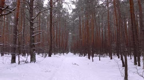 Flying through a snowy pine tree forest in winter
