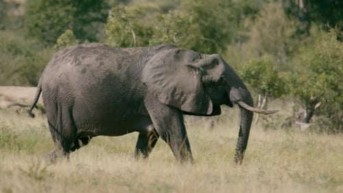 Close Up Full Frame Slow Motion of an Elephant Walking Gracefully in the Wild