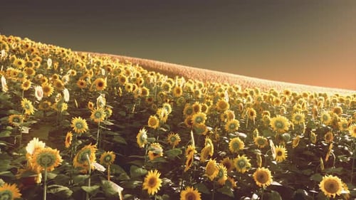 Field of Blooming Sunflowers on a Background Sunset
