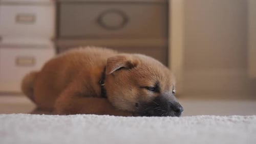 Cute Puppy Lying Calmly on Carpet
