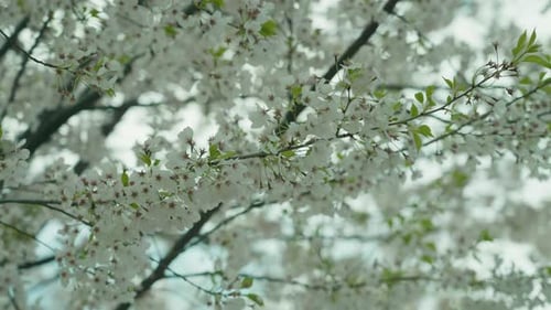 Cherry tree in full bloom with white flowers reflecting the gentle light of springtime