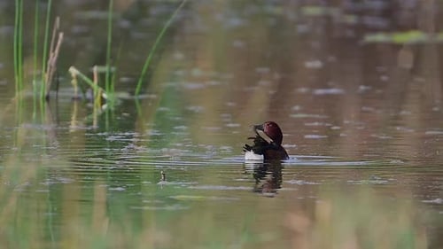 Duck Preening on a Calm Marsh Pond