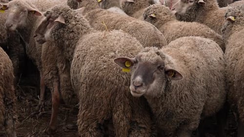Herd of Woolly Sheep Huddling Closely Together