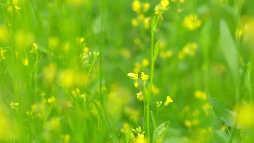 Rapeseed Blooming Canola Closeup Colza Meadow Mustard Plant Yellow Blossom Oilseed Flowers