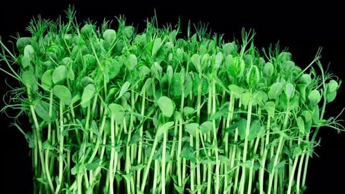 Green Pea Germination Moves In Time Lapse. Micro Greens Seedling For Healthy Eating. Vegan Food