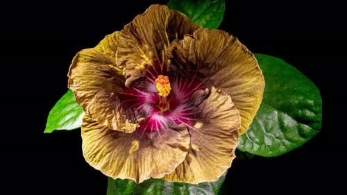 Time Lapse of a Hibiscus Flower Wilting
