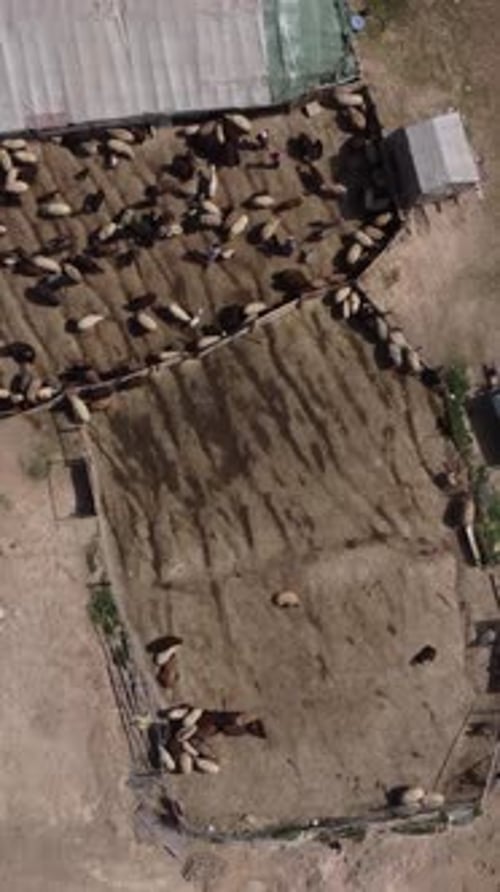 Aerial View Sheep Farm