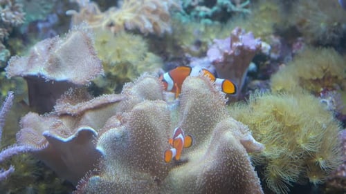 Zwei kleine Orangenfische schwimmen auf Korallenriffen