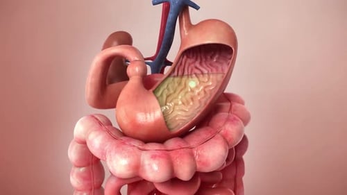 Detailed Human Stomach Digestion Process Animated 3D Medical Visual