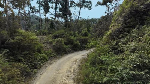 Dirt Road In The Jungle