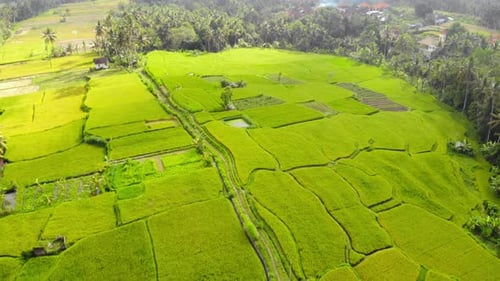 Typical Landscape Of Rice Fields In Bali, Indonesia - Aerial Drone tilt -down Shot