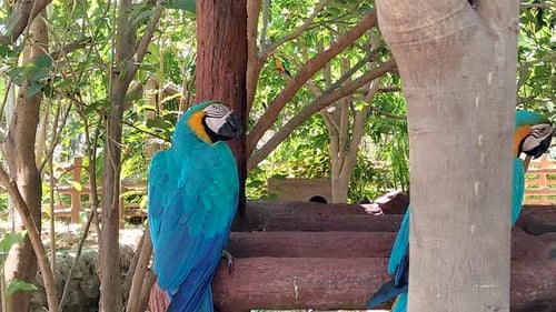 Blaues und goldenes Paar thront auf einer Holzkonstruktion — Aufnahmen aus dem Zoo mit exotischen Papageien