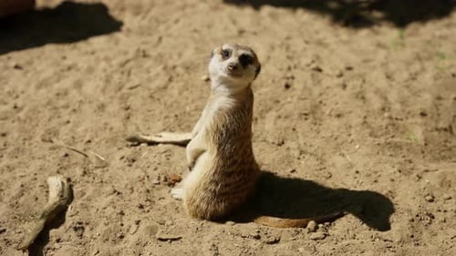 Erdmännchen starrt direkt in die Kamera, Nahaufnahme, Zeitlupe