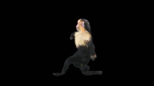 40 Monkey Dance HD